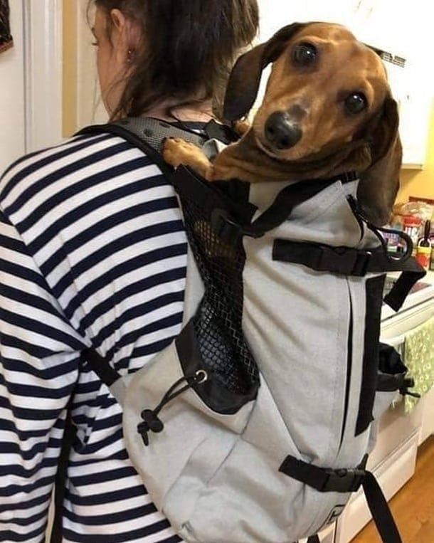 Petraze™ Hiking Dog Carrier